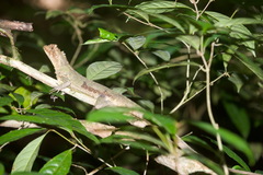 Uranoscodon superciliosus