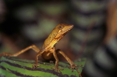 Anolis chrysolepis