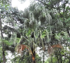 Livistona chinensis