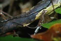 Anolis chrysolepis