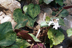 Cyclamen creticum