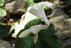 Cyclamen creticum