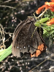Gyrocheilus patrobas patrobas