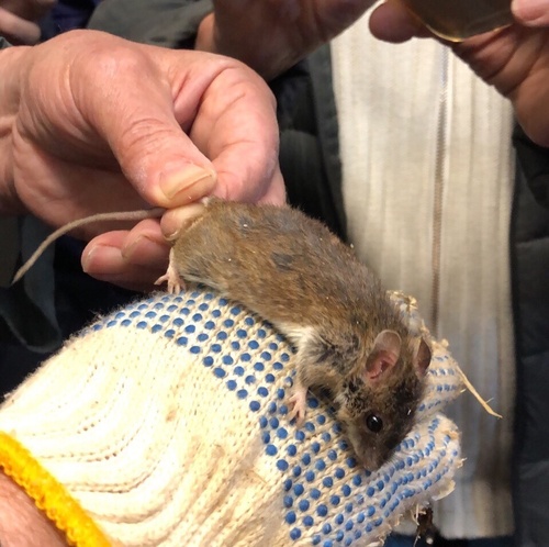 ウラルアカネズミ