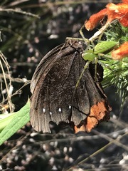 Gyrocheilus patrobas patrobas