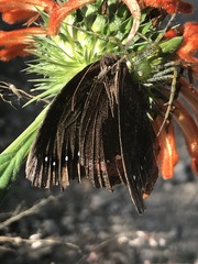 Gyrocheilus patrobas patrobas