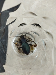 Carabus caelatus