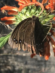 Gyrocheilus patrobas patrobas