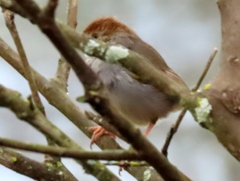 Cisticola fulvicapilla fulvicapilla