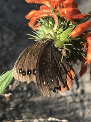 Gyrocheilus patrobas patrobas