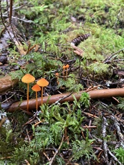 Mycena strobilinoidea