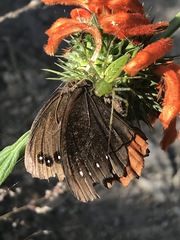 Gyrocheilus patrobas patrobas