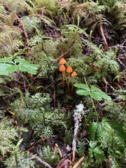 Mycena strobilinoidea