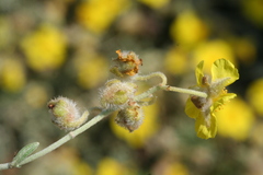 Helianthemum caput-felis