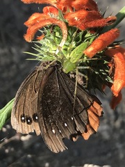 Gyrocheilus patrobas patrobas