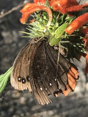 Gyrocheilus patrobas patrobas