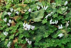 Cyclamen creticum