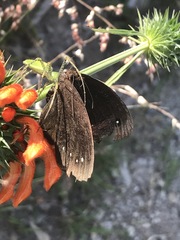 Gyrocheilus patrobas patrobas