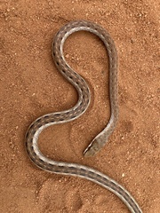 Psammophis biseriatus