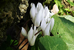 Cyclamen creticum
