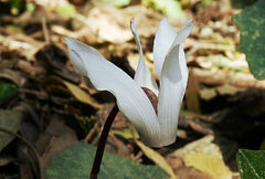 Cyclamen creticum