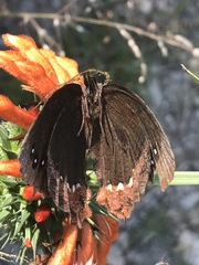 Gyrocheilus patrobas patrobas