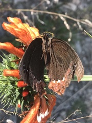 Gyrocheilus patrobas patrobas