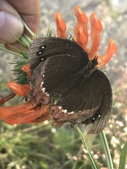 Gyrocheilus patrobas patrobas