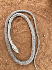 Psammophis biseriatus