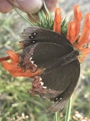Gyrocheilus patrobas patrobas
