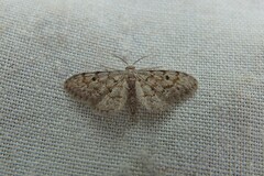 Idaea franconiaria