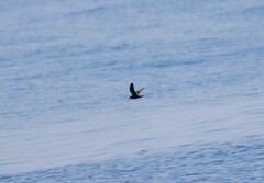 Hydrobates monorhis