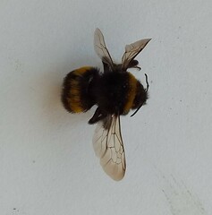 Bombus