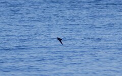Hydrobates monorhis