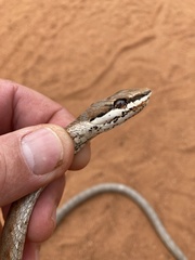 Psammophis biseriatus