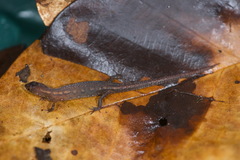 Amapasaurus tetradactylus