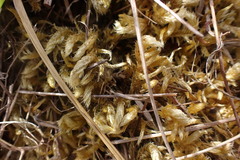 Homalothecium megaptilum