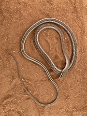 Psammophis biseriatus