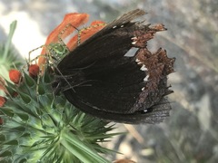 Gyrocheilus patrobas patrobas