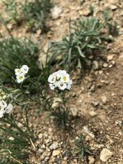 Ptilotrichum canescens