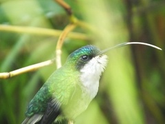 Riccordia bicolor