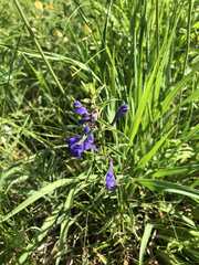 Scutellaria baicalensis