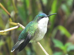 Riccordia bicolor