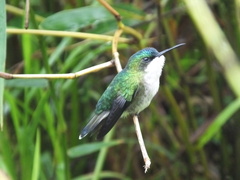 Riccordia bicolor