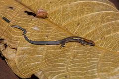 Iphisa elegans