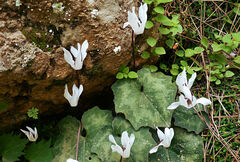 Cyclamen creticum