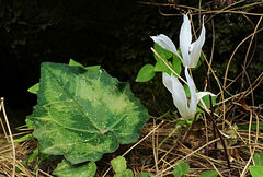 Cyclamen creticum