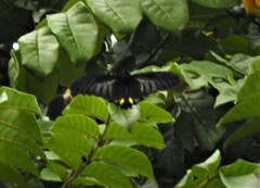 Troides minos