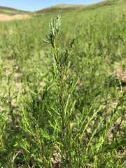 Artemisia palustris