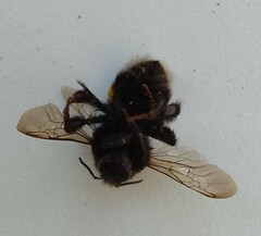 Bombus